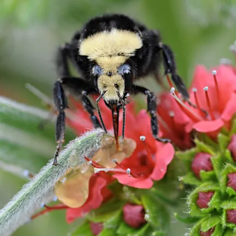 A yellow-faced bumble bee, Bombus vosnesenskii, on tower of jewels. (Photo by Kathy Keatley Garvey)
