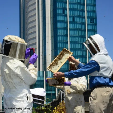 The San Francisco Chronicle engages in rooftop beekeeping and maintains two colonies and a fruit and vegetable garden. Journalists Deb Wandell and Meredith May are the beekeepers. Extension apiculturist Eric Mussen of the UC Davis Department of Entomology Nematology and Queen Turner, head of the beekeeping Section, Ministry of Agriculture, Botswana, inspected the hives last June. From left are Turner, Wandell and Mussen. (Photo by Kathy Keatley Garvey)