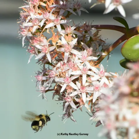 Black-tailed bumble bee, Bombus melanopygus, heading for jade blossoms. (Photo by Kathy Keatley Garvey)