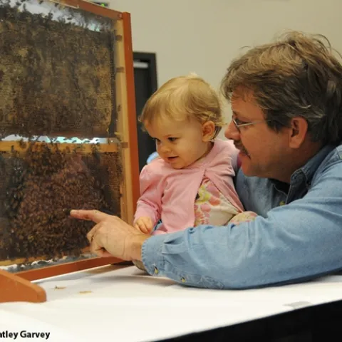 Brian Fishback shows his daughter, Emily, a bee observation hive. (Photo by Kathy Keatley Garvey)