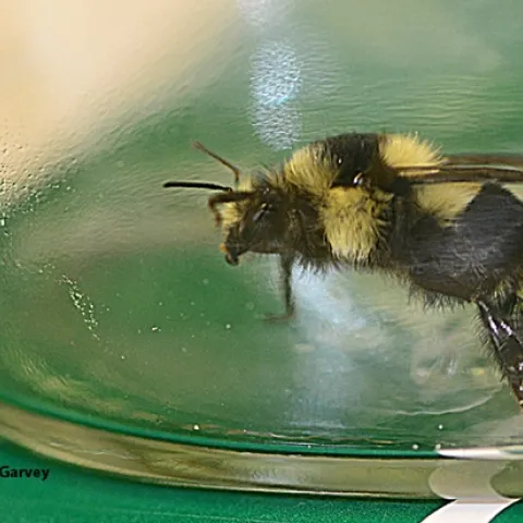 The "porch light" bumble bee. (Photo by Kathy Keatley Garvey)
