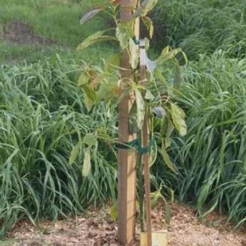 young avocacdo tree