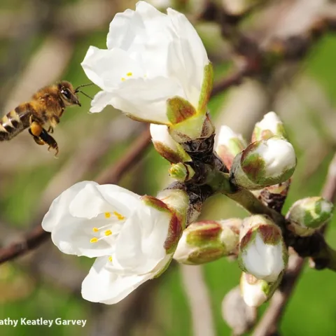 A honey bee heading toward an almond blossom. The honey bee is one of the candidates for Insect News Network's Bug of the Year. (Photo by Kathy Keatley Garvey)