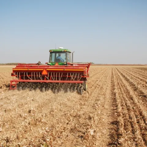 No-till cover crop seeding into cotton and tomato residues.