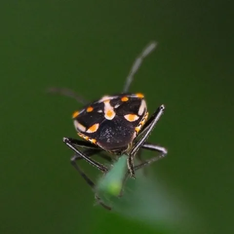 Bagrada bug-Bryan Jones-SFO 1