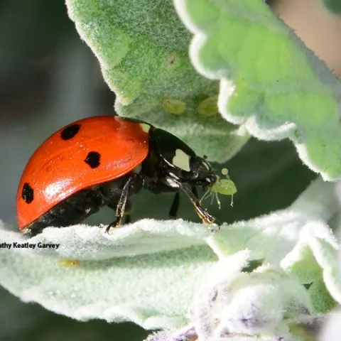 Lady beetle, aka ladybug, devouring an aphid. (Photo by Kathy Keatley Garvey)