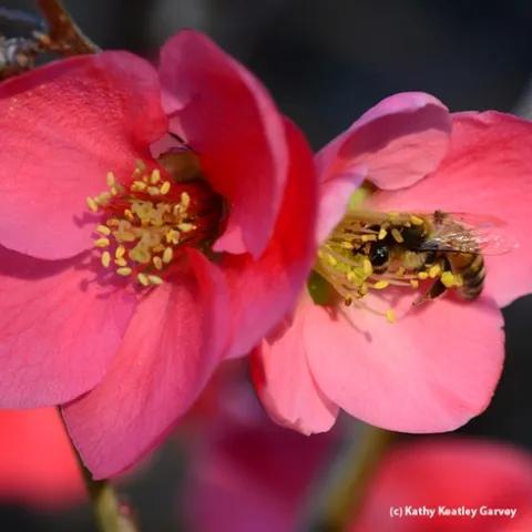 Honey bee keeps a close eye on the photographer. (Photo by Kathy Keatley Garvey(