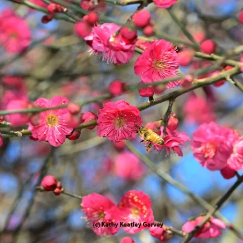 An Italian bee forages in the red Japanese apricot, Prunus mume "Matsubara red." (Photo by Kathy Keatley Garvey)