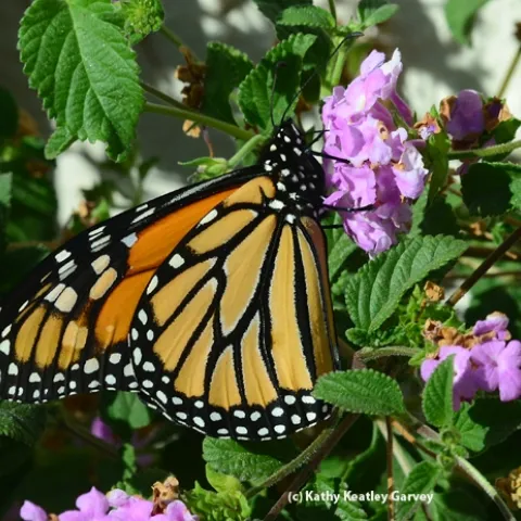 Monarch butterfly nectaring on lantana on Oct. 27, 2013 in Vacaville, Calif. (Photo by Kathy Keatley Garvey)