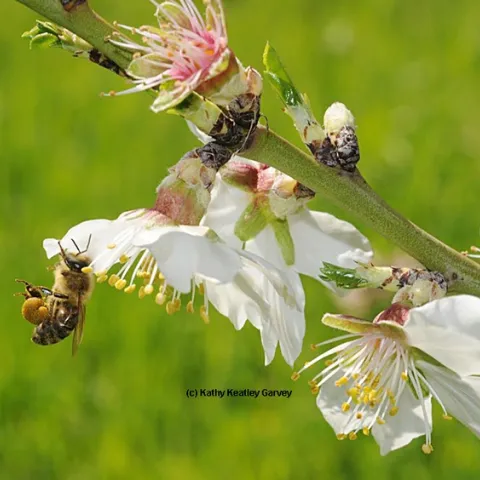 Honey bee packing pollen on an almond tree at UC Davis--on the grounds of the Harry H. Laidlaw Jr. Honey Bee Research Facility--several years ago. (Photo by Kathy Keatley Garvey)