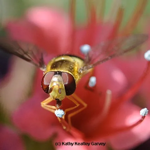 A syrphid fly, aka flower fly or hover fly, sipping nectar from a tower of jewels. (Photo by Kathy Keatley Garvey)