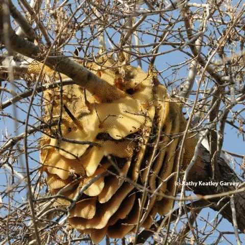 This is a feral honey bee colony in a backyard in Vacaville, Solano County. Containing European honey bees, it was a joy to the resident before it collapsed. (Photo by Kathy Keatley Garvey)