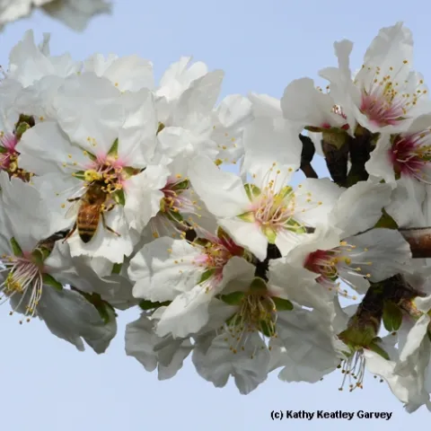 Springlike scene--a honey bee foraging in almond blossoms. (Photo by Kathy Keatley Garvey
