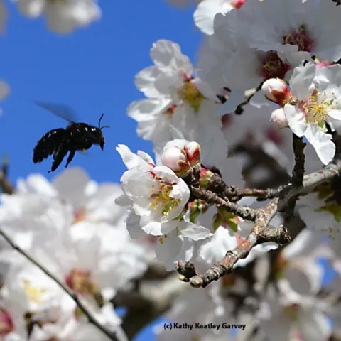 A female Valley carpenter bee buzzes in the almond blossoms. (Photo by Kathy Keatley Garvey)