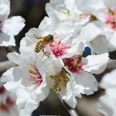 Honey bee foraging on an almond blossom. (Photo by Kathy Keatley Garvey)
