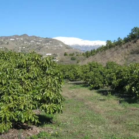 Spanish avocados