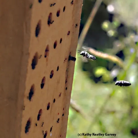 Leafcutting bees heading home to their condo. (Photo by Kathy Keatley Garvey)