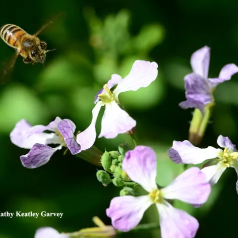 A honey bee heading for wild radish. (Photo by Kathy Keatley Garvey)