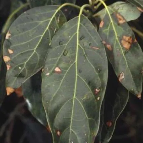 spotted leaf blight