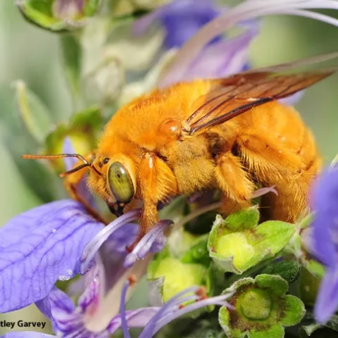 Male Valley carpenter bee, Xylocopa varipuncta, is blond with green eyes. This is on a germander bush, azure bush germander Teucrium fruitcans. (Photo by Kathy Keatley Garvey)