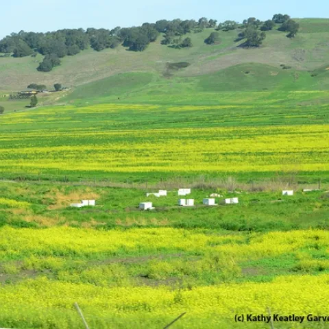 Bee hives nestled in a field of green and yellow (mustard) along Highway 12, Napa. (Photo by Kathy Keatley Garvey)
