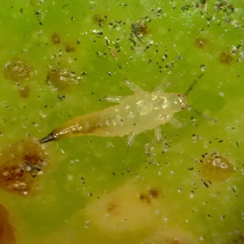 Weeping fig thrips-larva-Gevork Arakelian