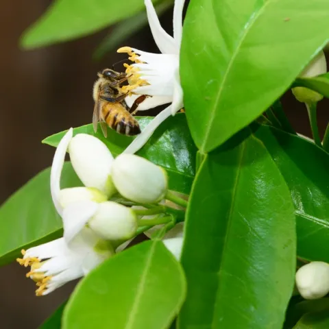 A honey bee pollinating an orange blossom. (Photo by Kathy Keatley Garvey)