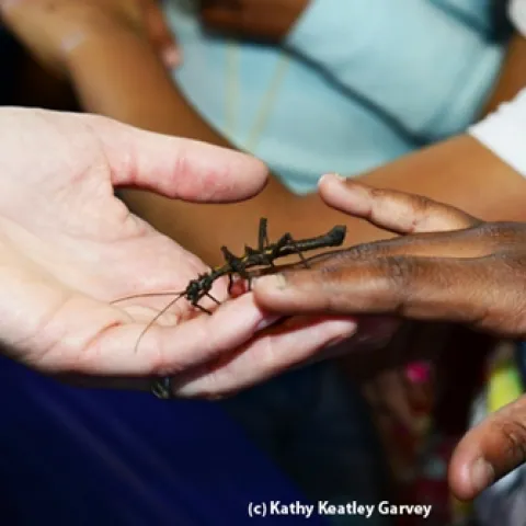 From one hand to another: a walking stick finds a place to walk. (Photo by Kathy Keatley Garvey)
