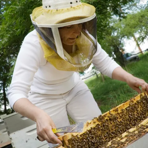 Maryann Frazier inspects a hive. (Photo courtesy of Penn State)