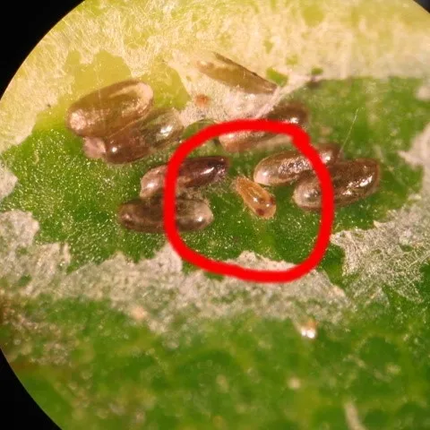 fungiferous mite Wintershmedii