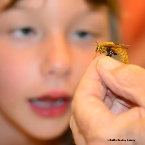 Male Valley carpenter bee draws attention at the Bohart Museum of Entomology's open house on UC Davis Picnic Day. (Photo by Kathy Keatley Garvey)
