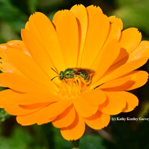 Female metallic green sweat bee, Agapostemon texanus, on coreopsis. (Photo by Kathy Keatley Garvey