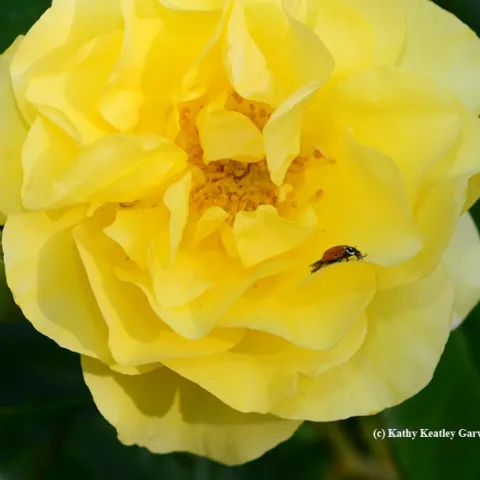 A ladybug foraging on a yellow rose, Sparkle and Shine. (Photo by Kathy Keatley Garvey)