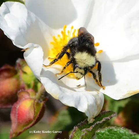 Yellow-faced bumble bee, Bombus vosnesenskii, foraging on rock rose. (Photo by Kathy Keatley Garvey)