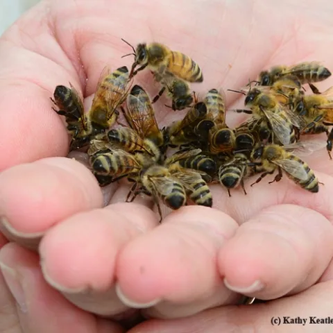 Honey bees in the hands of Pam Kan-Rice. (Photo by Kathy Keatley Garvey)