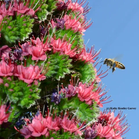 Honey bee packing a load of blue pollen heading for the tower of jewels, Echium wildpretii. (Photo by Kathy Keatley Garvey)