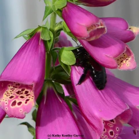 A Valley carpenter bee appears to be "nectar-robbing," drilling a hole through the flower instead of going into the entrance. (Photo by Kathy Keatley Garvey)