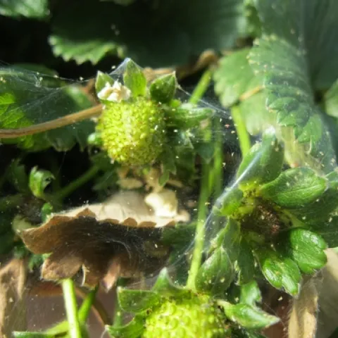 Spider mites on strawberries