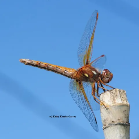 Red-veined meadowhawk, Sympetrum madidum, perches on a stake. (Photo by Kathy Keatley Garvey)