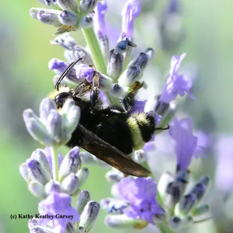 A male yellow-faced bumble bee, Bombus vosnesenskii, appears to be "resting" on lavender. (Photo by Kathy Keatley Garvey)