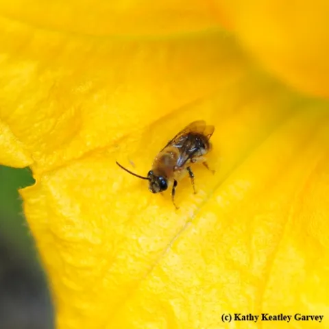 Squash bee, Peponapis pruinosa, on a squash blossom. (Photo by Kathy Keatley Garvey)