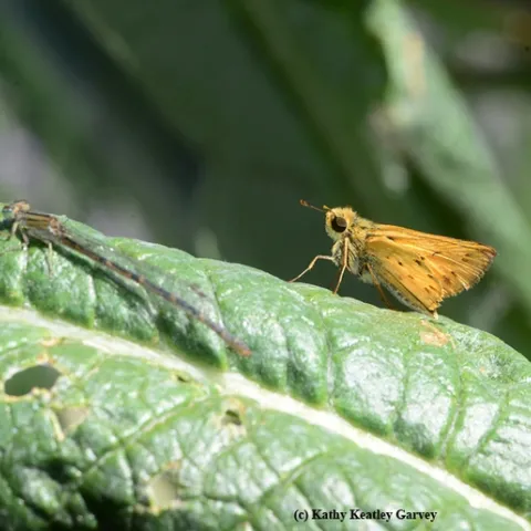 A fiery skipper and a damselfly sharing the same spot: an artichoke leaf. (Photo by Kathy Keatley Garvey)
