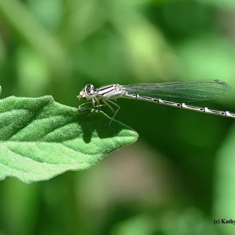 Damselfly on a leaf in the late afternoon. (Photo by Kathy Keatley Garvey)