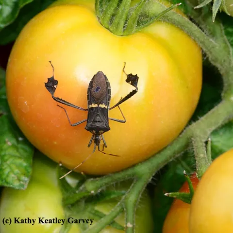 A leaffooted bug on a tomato. This is Leptoglossus phyllopus, as identified by senior museum scientist Steve Heydon of the Bohart Museum of Entomology, UC Davis. (Photo by Kathy Keatley Garvey)