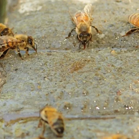 Honey bees find water where they can. (Photo by Kathy Keatley Garvey)
