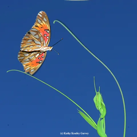 Gulf Fritillary (Agraulis vanillae) in flight over a passionflower vine. (Photo by Kathy Keatley Garvey)