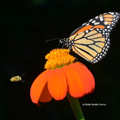 A male sunflower bee, Melissodes agilis, targets a monarch. (Photo by Kathy Keatley Garvey)