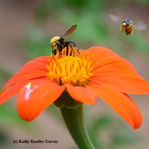 A longhorned bee, Melissodes agilis, dive-bombs a bumble bee, Bombus fervides. (Photo by Kathy Keatley Garvey)