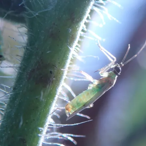Cyrtopeltis modesta-Adult