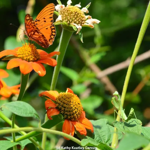 A praying mantis eyes a Gulf Fritillary butterfly. (Photo by Kathy Keatley Garvey)